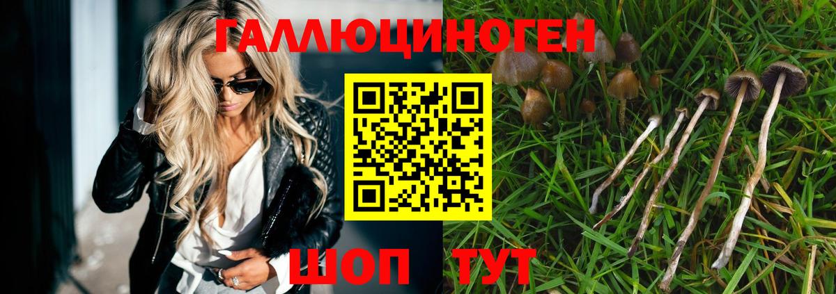 Псилоцибиновые грибы Psilocybe  цены   Новороссийск  Вход с VPN  Псилоцибиновые грибы Cubensis 
